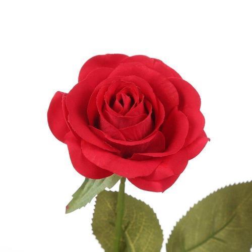 La Beauté Originale Et La Bête Rose