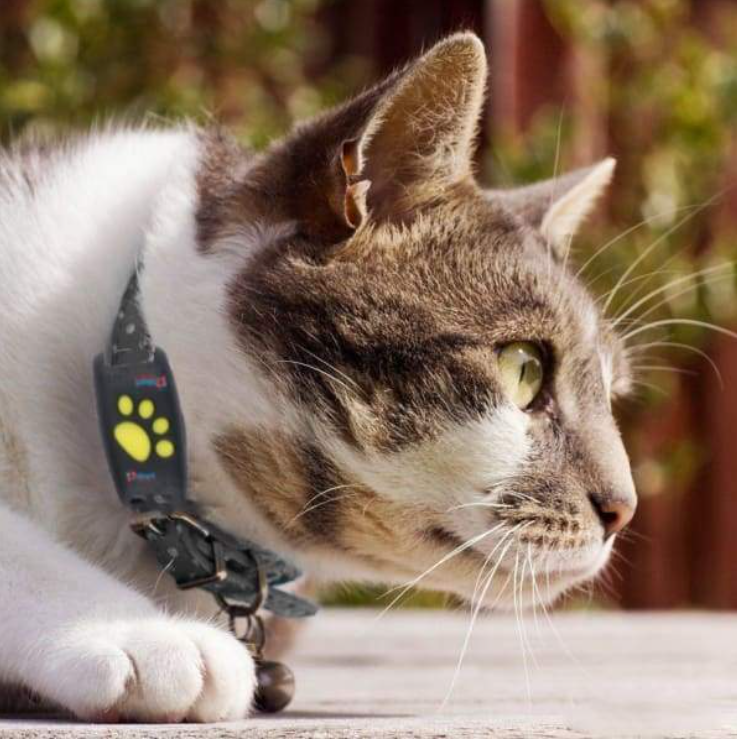 Dispositif de localisation de traqueur GPS Cat pour animaux de compagnie