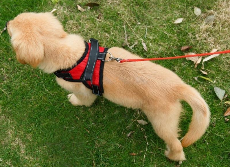 Harnais Pour Chien