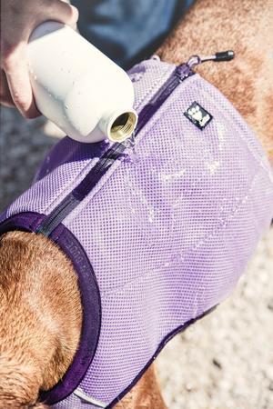 Gilet De Refroidissement Chien D'Évaporation