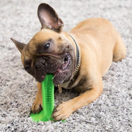 Brosse À Dents Chien