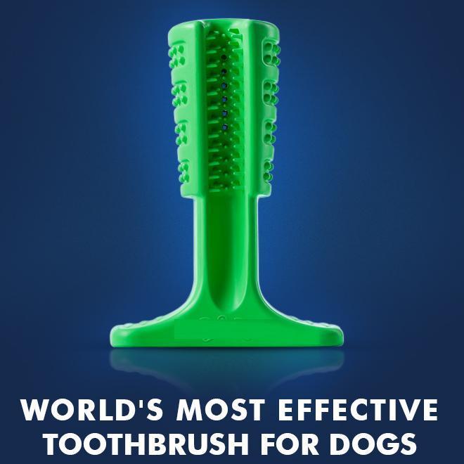 Brosse À Dents Chien