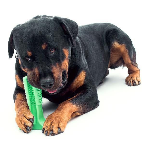 Brosse À Dents Chien