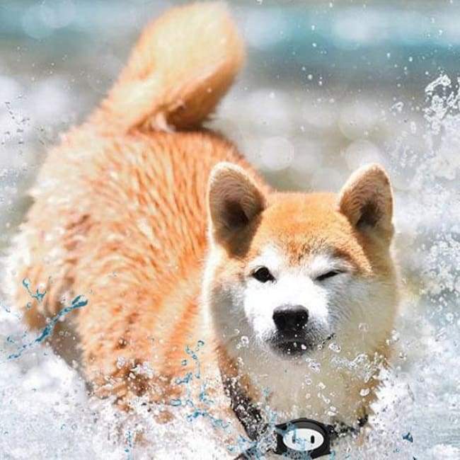 Moniteur Tracker Gps Dog Microchip-Imperméable