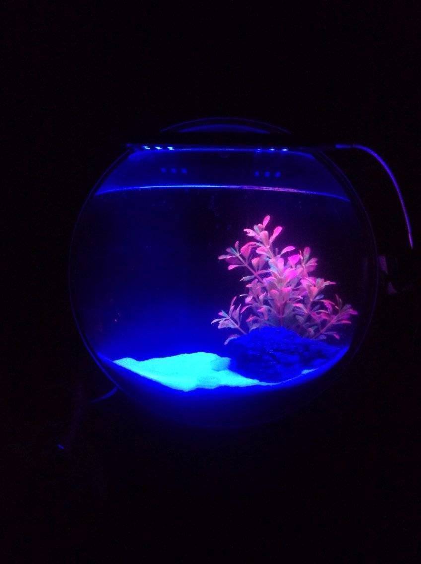 Aquarium Suspendu À Poissons En Acrylique