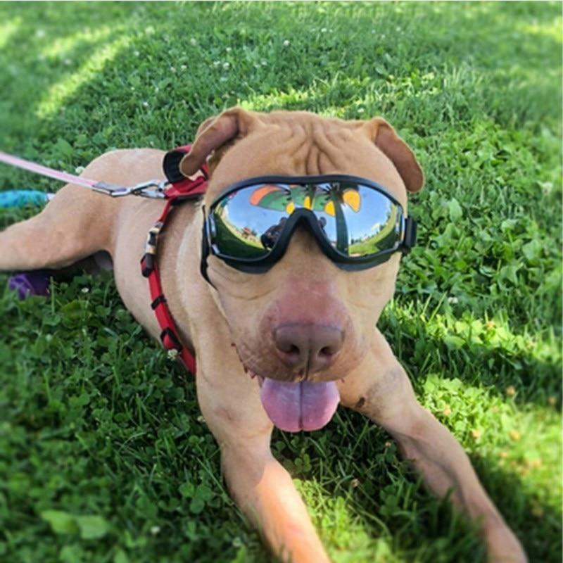 Cool Dog Googles Avec Protection Uv