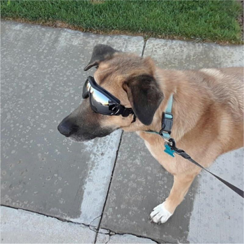 Cool Dog Googles Avec Protection Uv