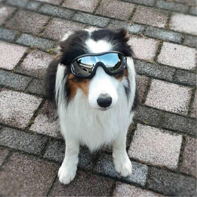 Cool Dog Googles Avec Protection Uv