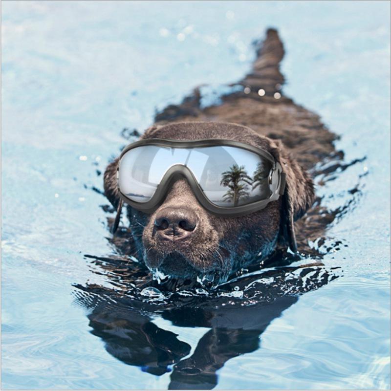 Cool Dog Googles Avec Protection Uv